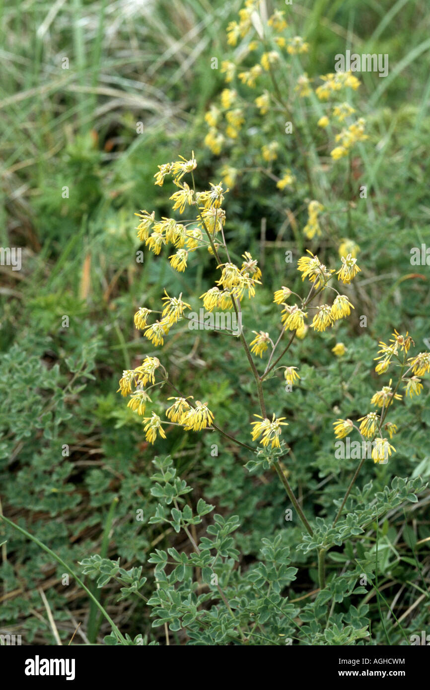 lesser meadow-rue (Thalictrum minus), blooming plant, Greece, Falakron Stock Photo