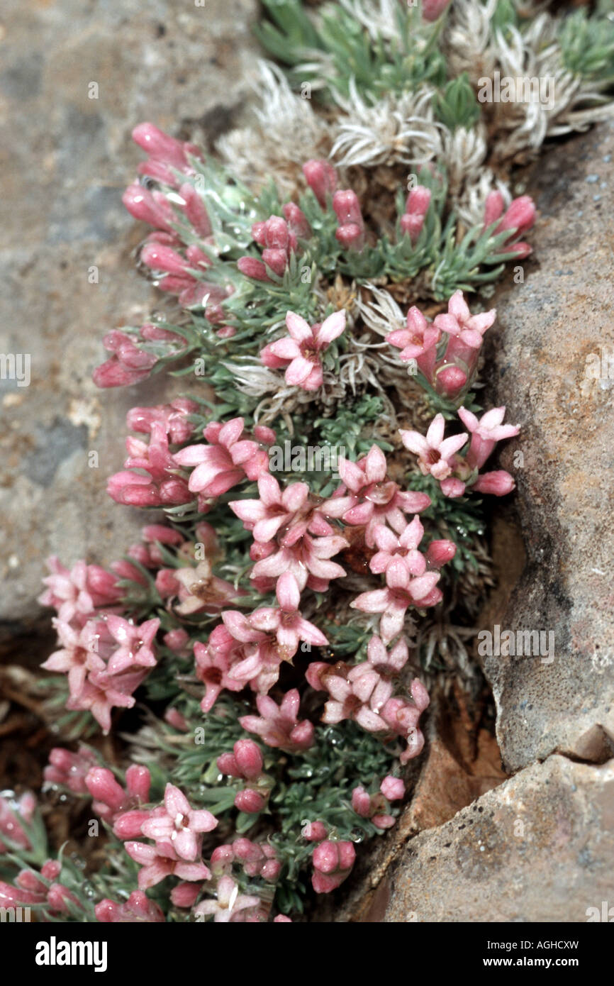 woodruff (Asperula boissieri), blooming plant between rocks, Greece, Parnass Stock Photo
