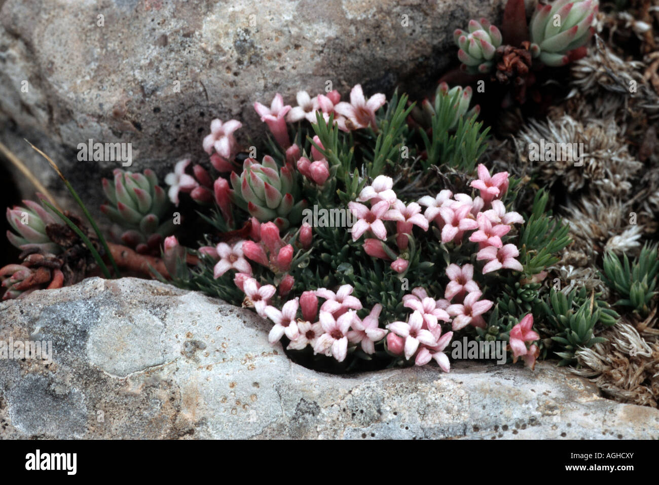 woodruff (Asperula boissieri), blooming plant between rocks, Greece, Parnass Stock Photo