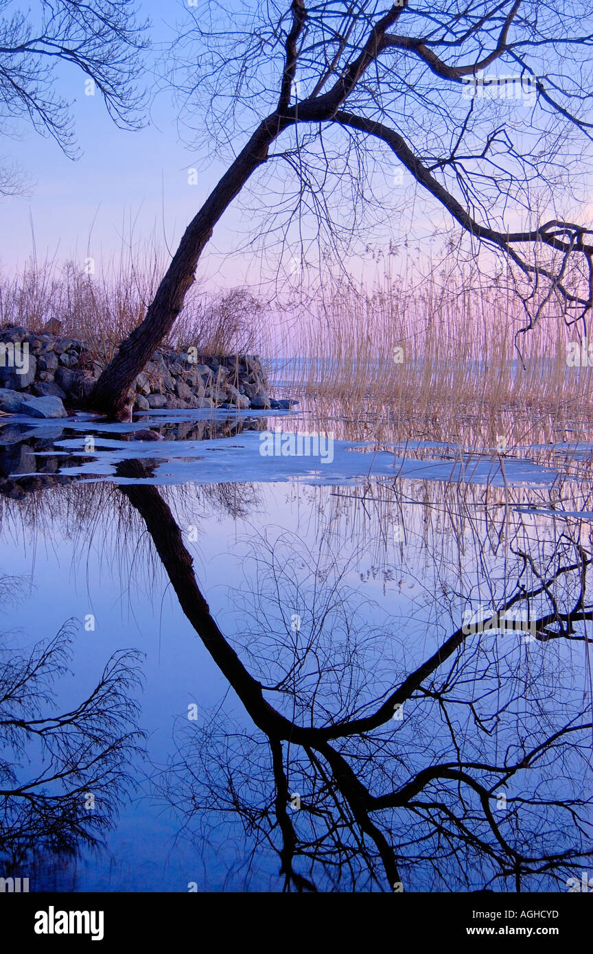 tree, reed in frozen lake and sunset, Lake Mälaren, Sweden Stock Photo ...