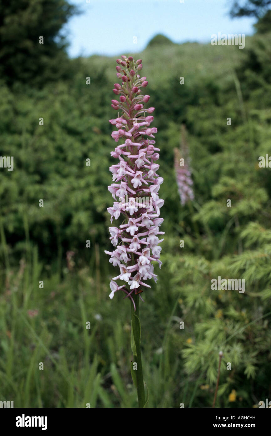 fragrant orchid (Gymnadenia conopsea), blooming, Greece, Falakron Stock Photo