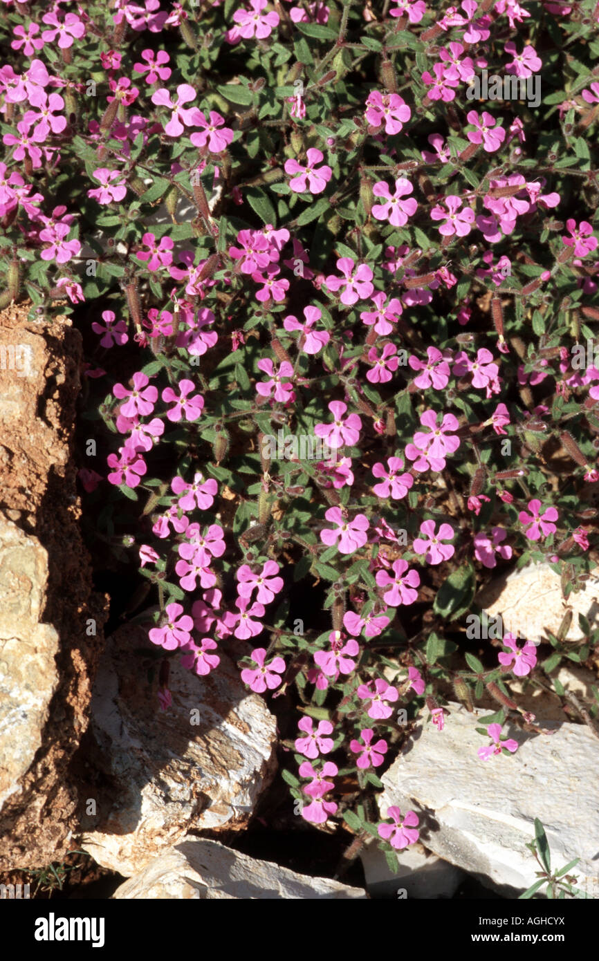 soapwort (Saponaria calabrica), blooming plant between rocks, Greece, Monodendri Stock Photo