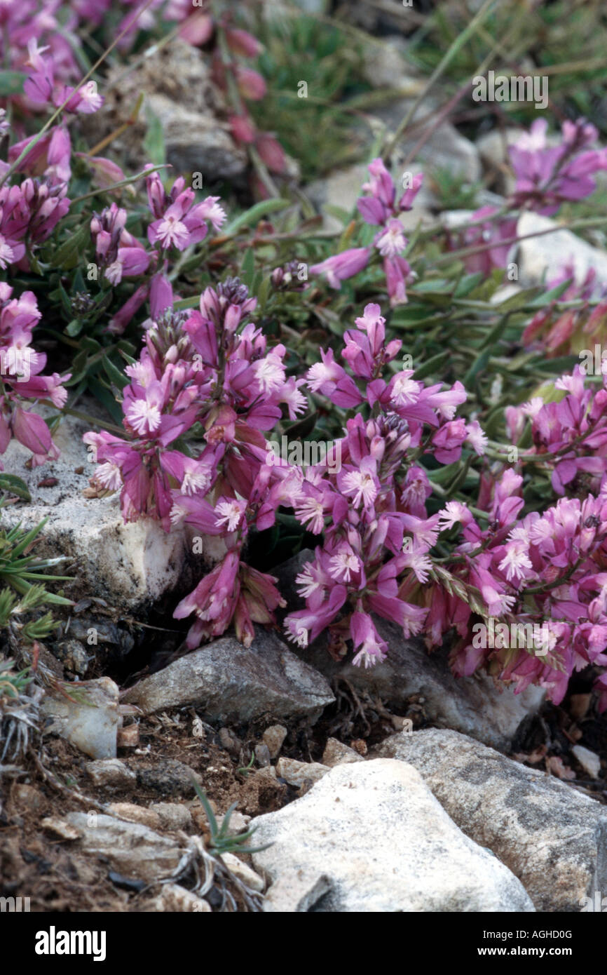 Nice milkwort, Nice snakeroot (Polygala nicaeensis), blooming plants, Greece, Pangaeon Stock Photo