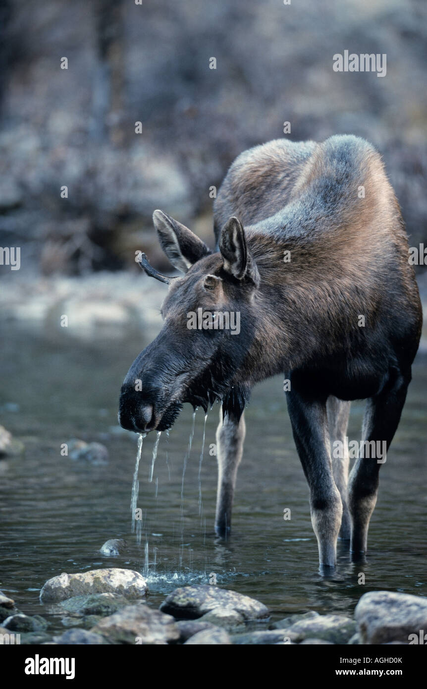 Elch Alces alces junger Elchbulle Moose young bull Stock Photo