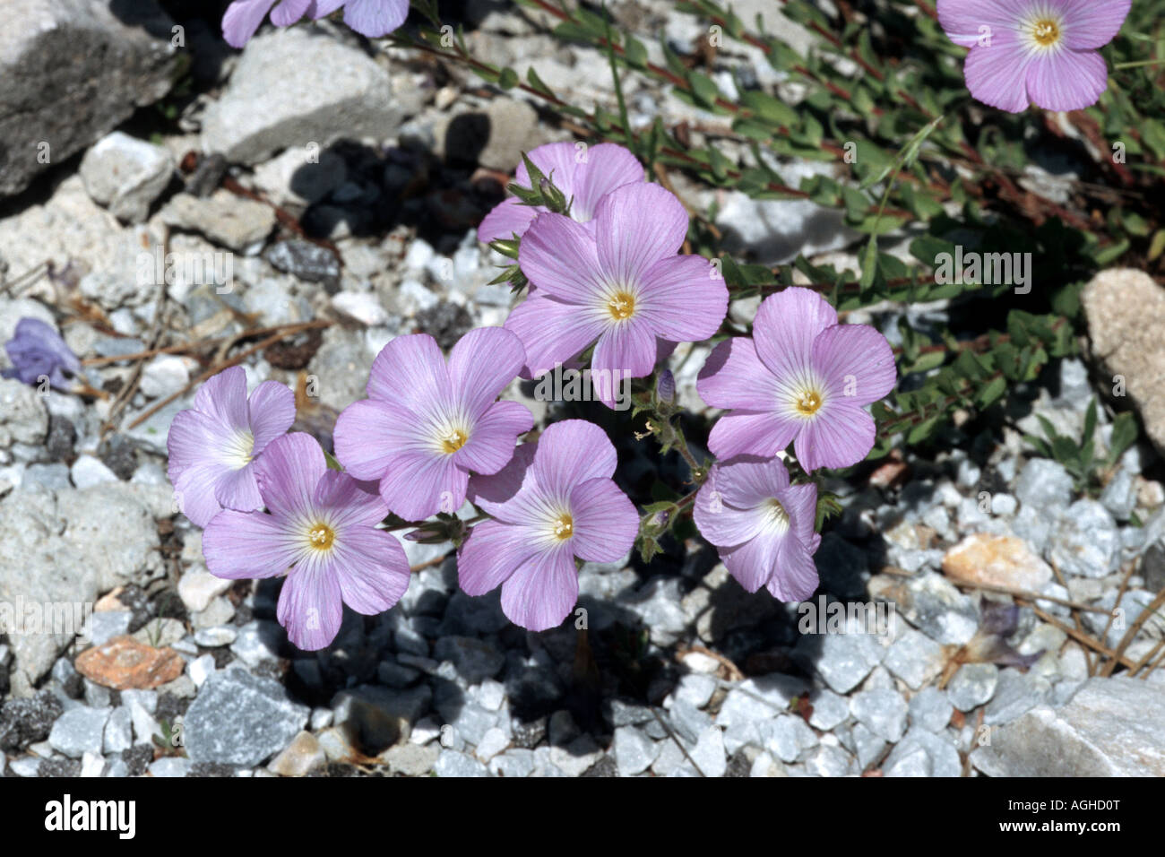 flax (Linum spathulatum), blooming plant, Greece, Falakron Stock Photo
