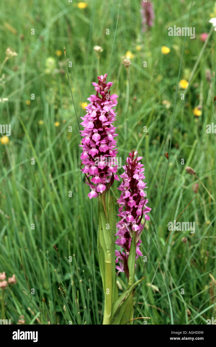 kalopissis orchid (Dactylorhiza kalopissii), blooming plants, Greece, Katarapass Stock Photo