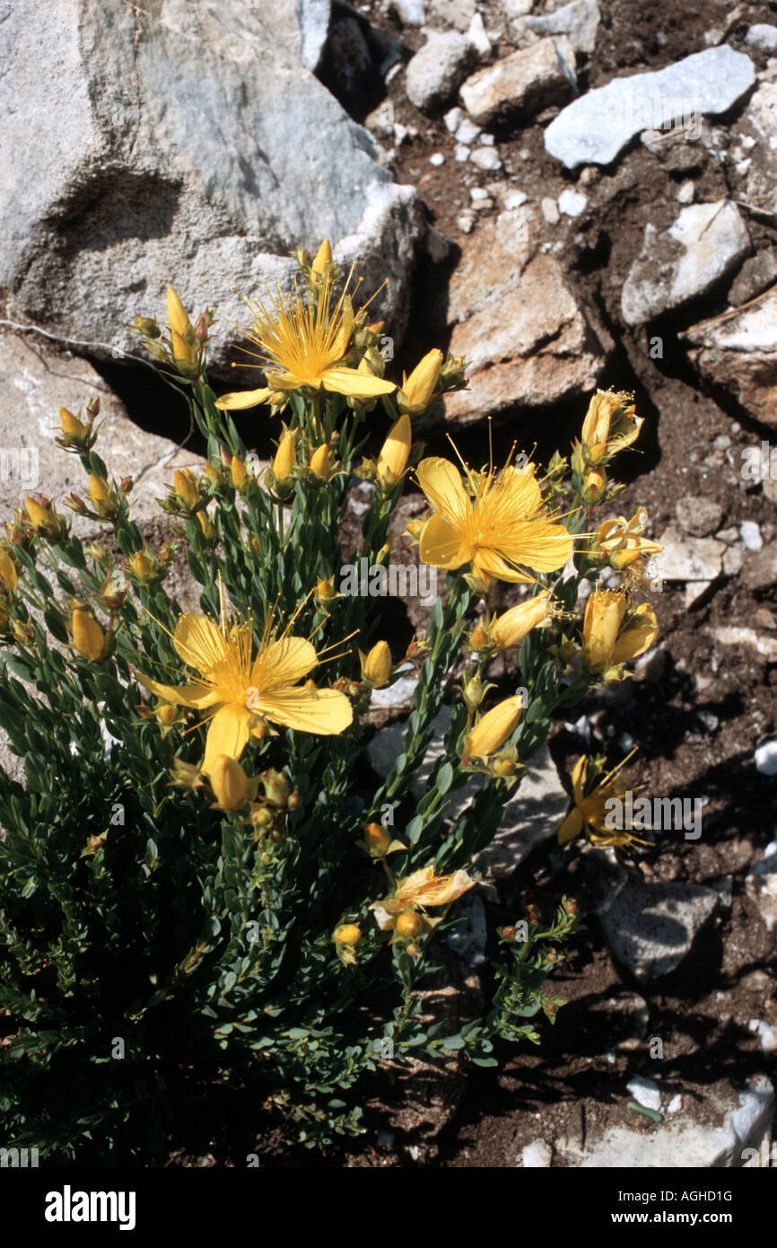 Olymp St John's-wort (Hypericum olympicum), blooming plant between debris, Greece, Falakron Stock Photo