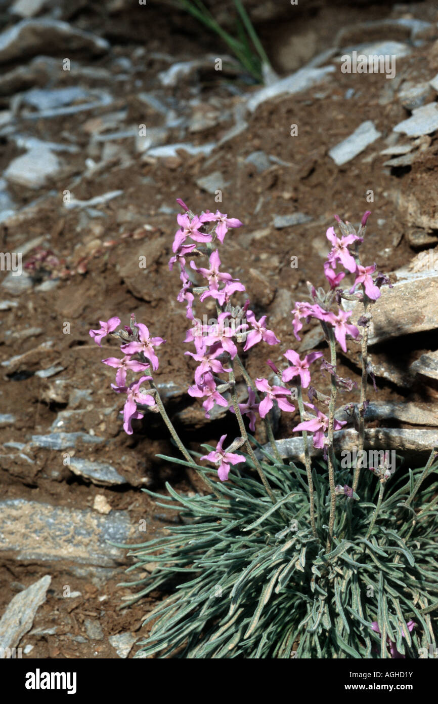 two-horned sea stock, two-horned stock (Matthiola fruticulosa), blooming plant, Greece, Pangaeon Stock Photo