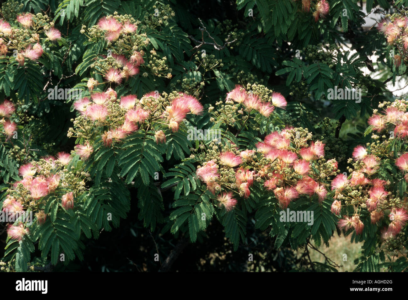 Silk Tree, Pink Siris (Albizia julibrissin), tree with flowers Stock Photo