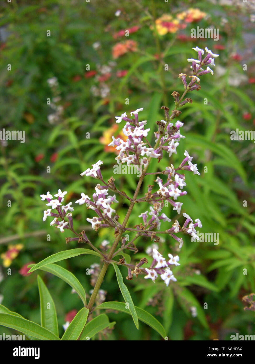 lemon verbena (Aloysia triphylla, Lippia citirodora), inflorescence Stock Photo, Royalty Free ...