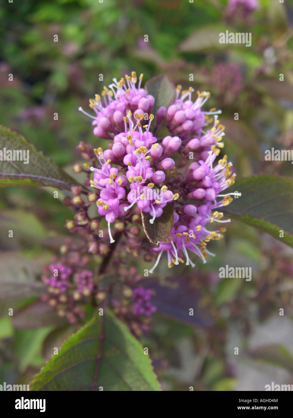 Bodinier's beautyberry (Callicarpa bodinieri 'Profusion', Callicarpa bodinieri Profusion), inflorescence Stock Photo