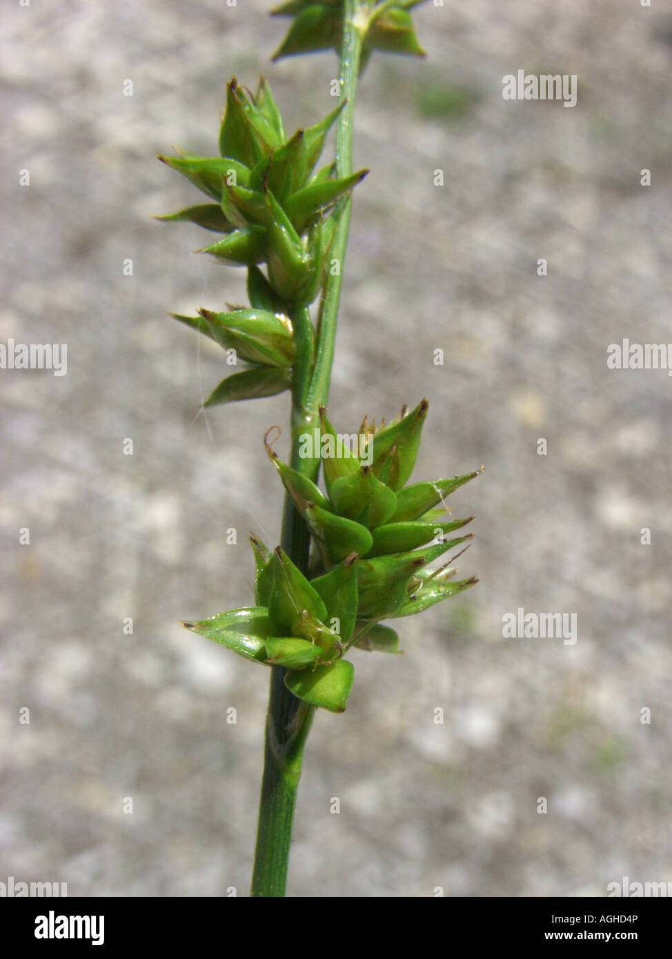 lesser prickly sedge (Carex muricata), infructescence, Germany Stock Photo