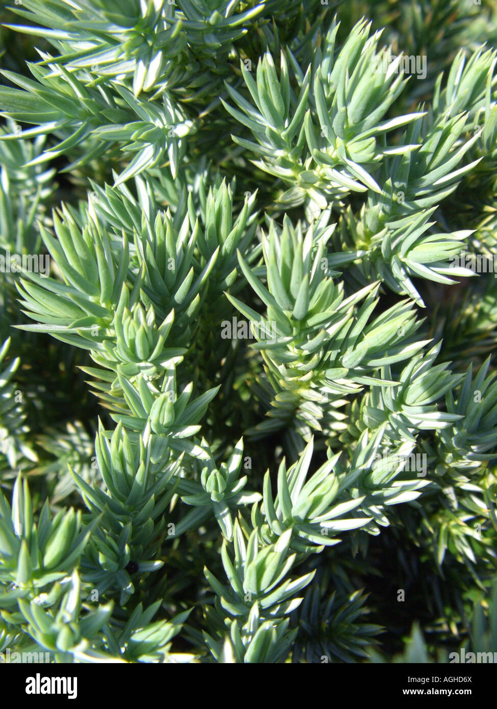 Blue Star Juniper (Juniperus squamata 'Blue Star', Juniperus squamata Blue Star), branches Stock Photo