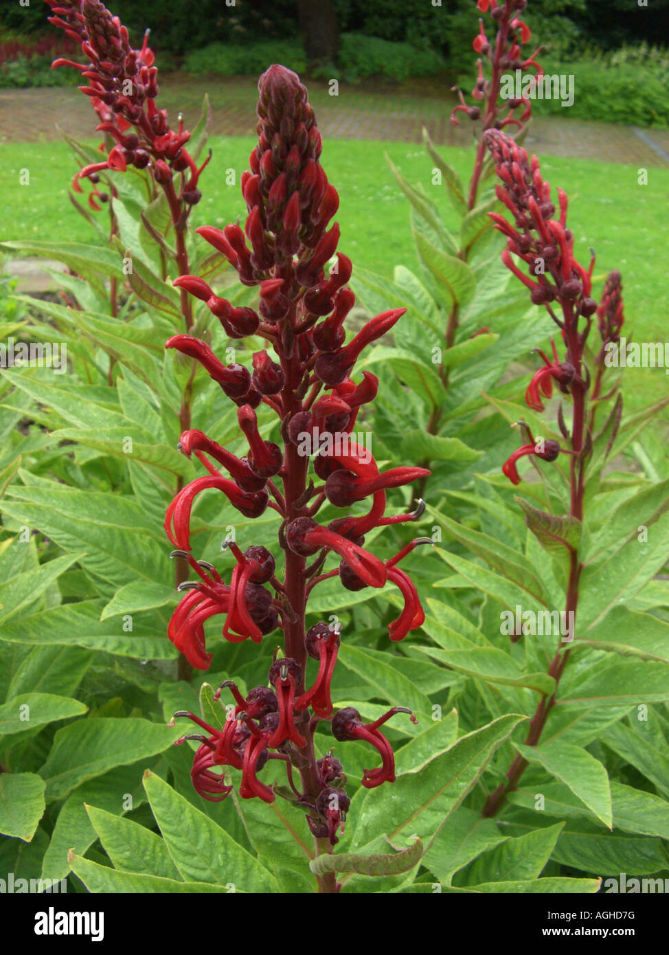 small tobacco plant How to Grow Small Stalk Black Mammoth Tobacco