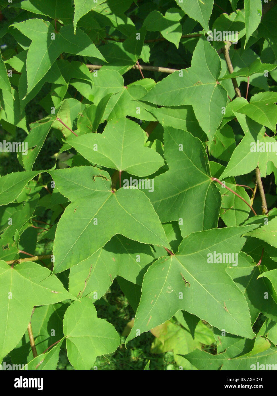 formosa sweet gum (Liquidambar formosana), foliage Stock Photo