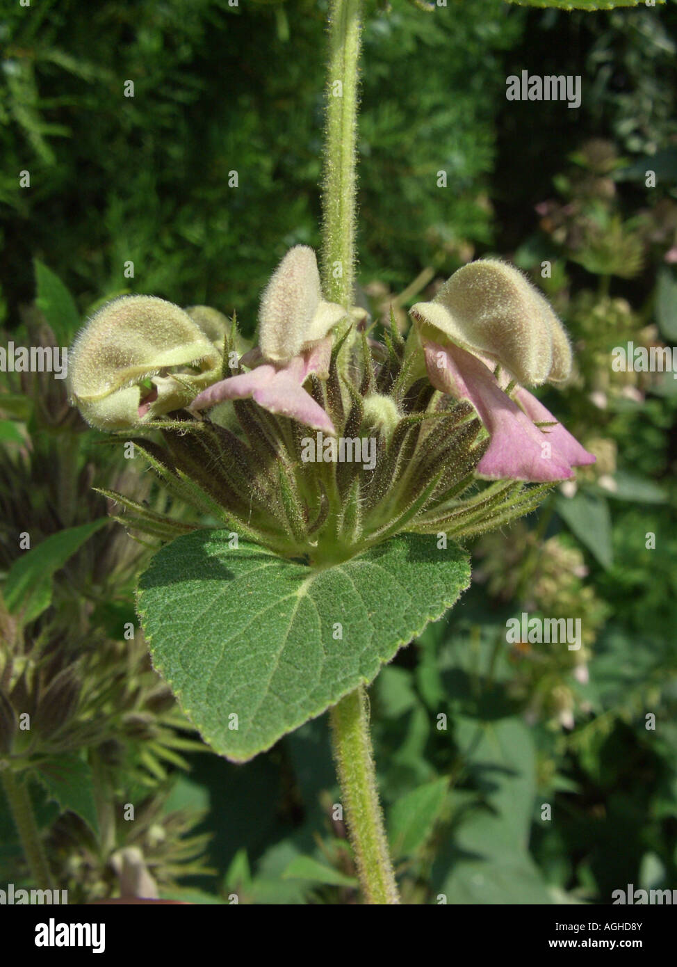sage (Phlomis samia), whorl of flowers Stock Photo