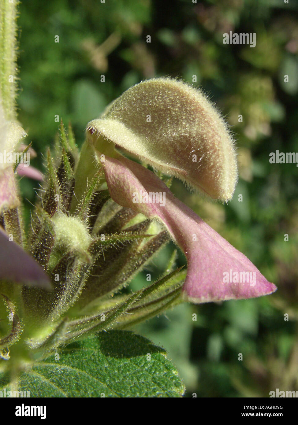 sage (Phlomis samia), flower Stock Photo