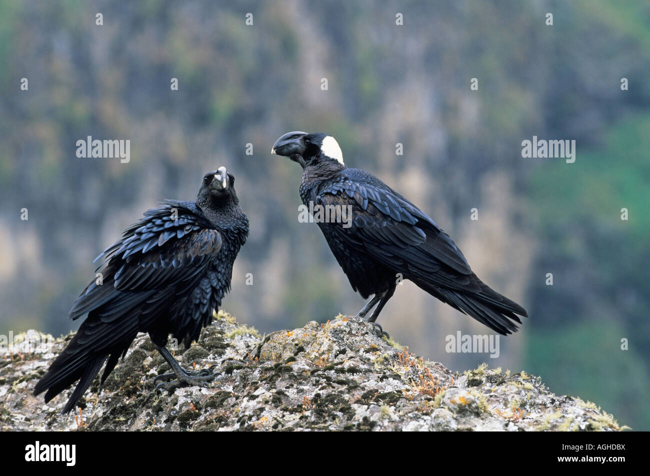 Erzrabenpaar Corvus crasssirostris Paerchen Stock Photo