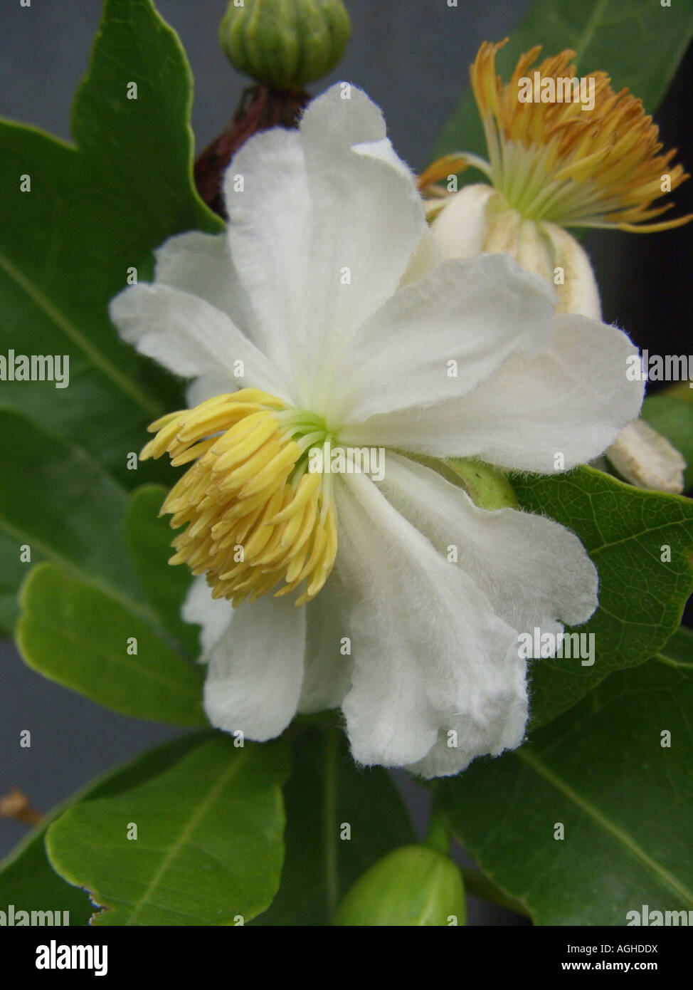 African dog rose (Xylotheca kraussiana), male flower Stock Photo