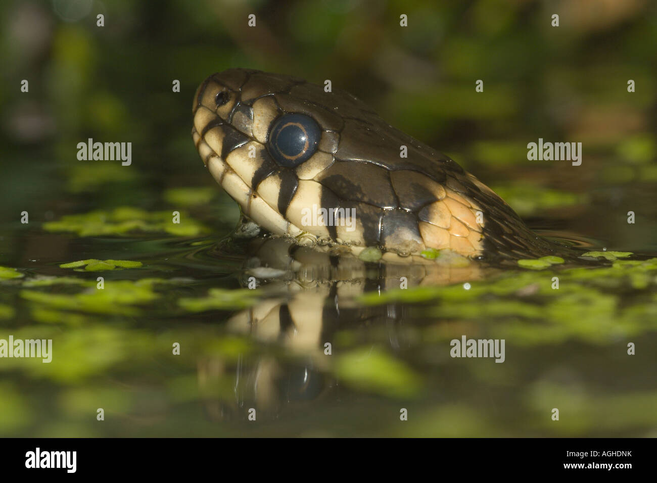 grass snake (Natrix natrix), swimming between duckweeds, Germany, Bavaria Stock Photo