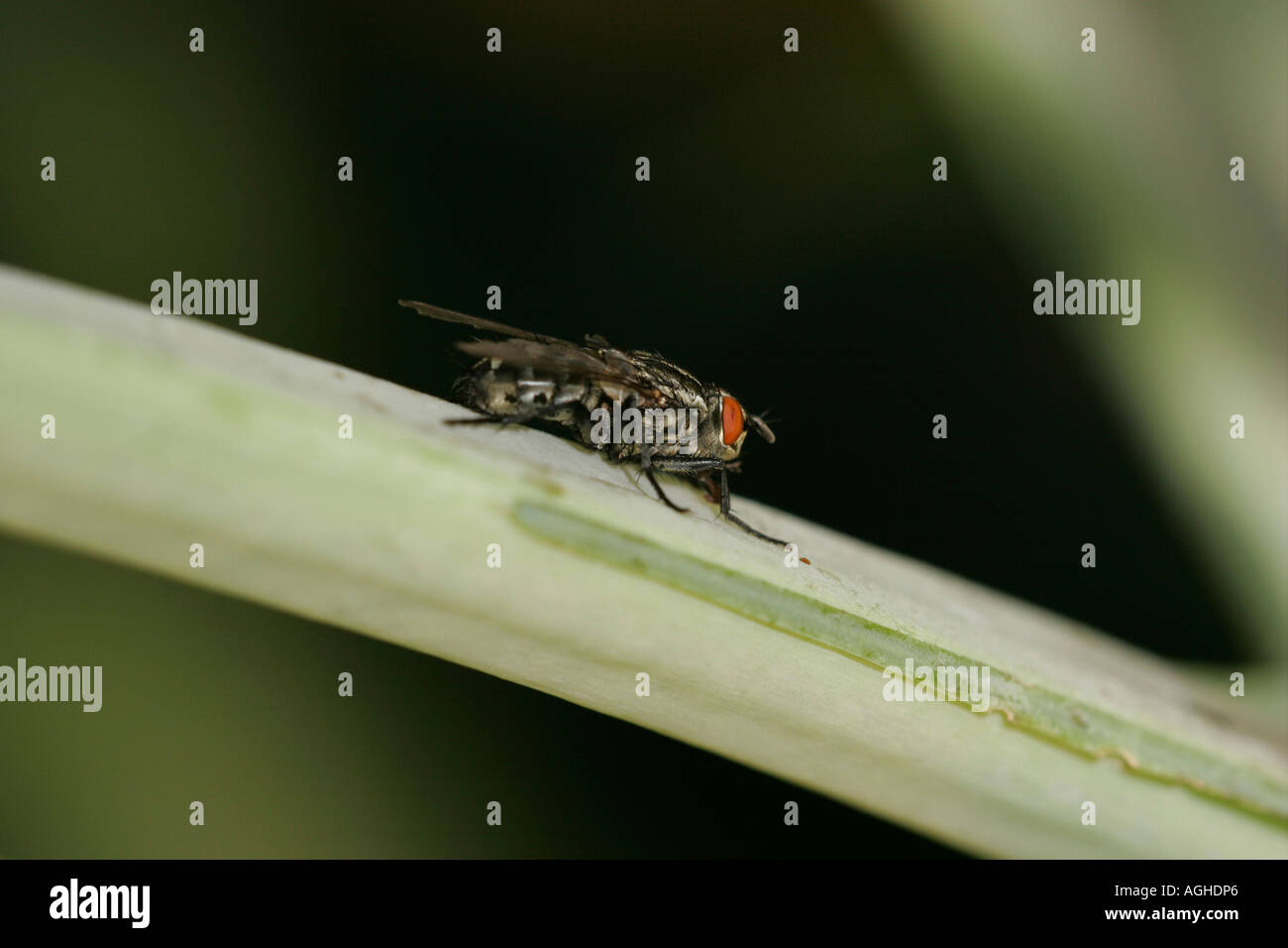 Housefly on stem side view Stock Photo