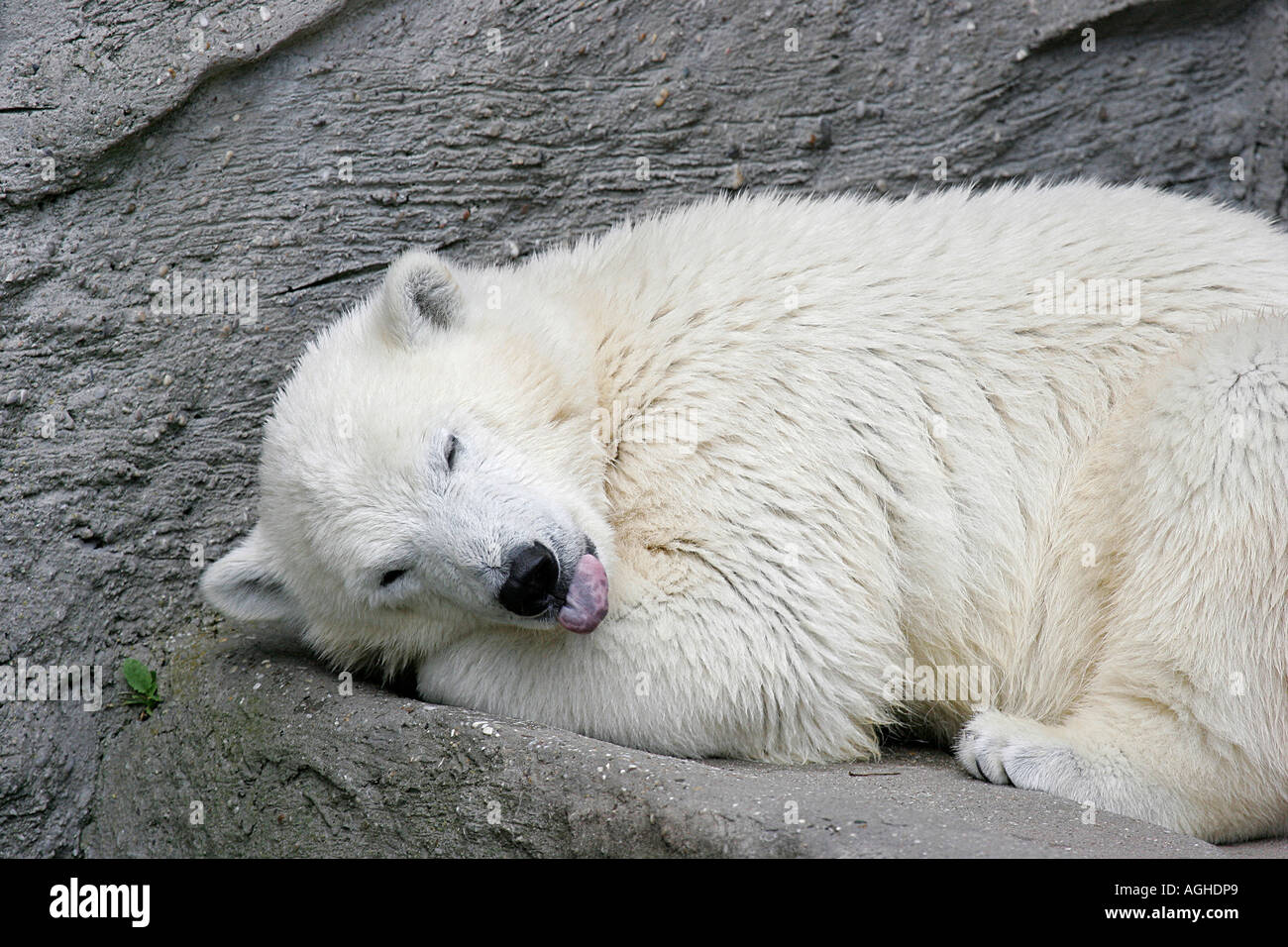 Polar bear sleeping on rock sticking out tongue Stock Photo