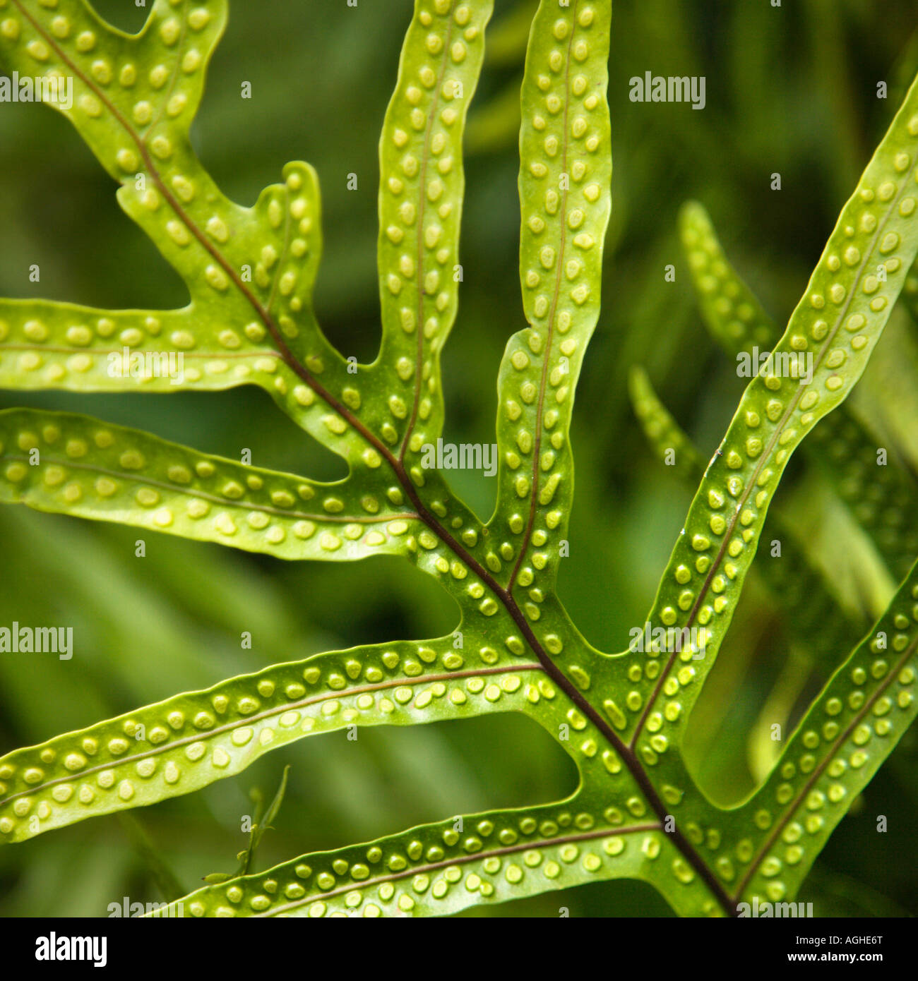 Close up of fern leaf with bumpy immature sporangia Stock Photo