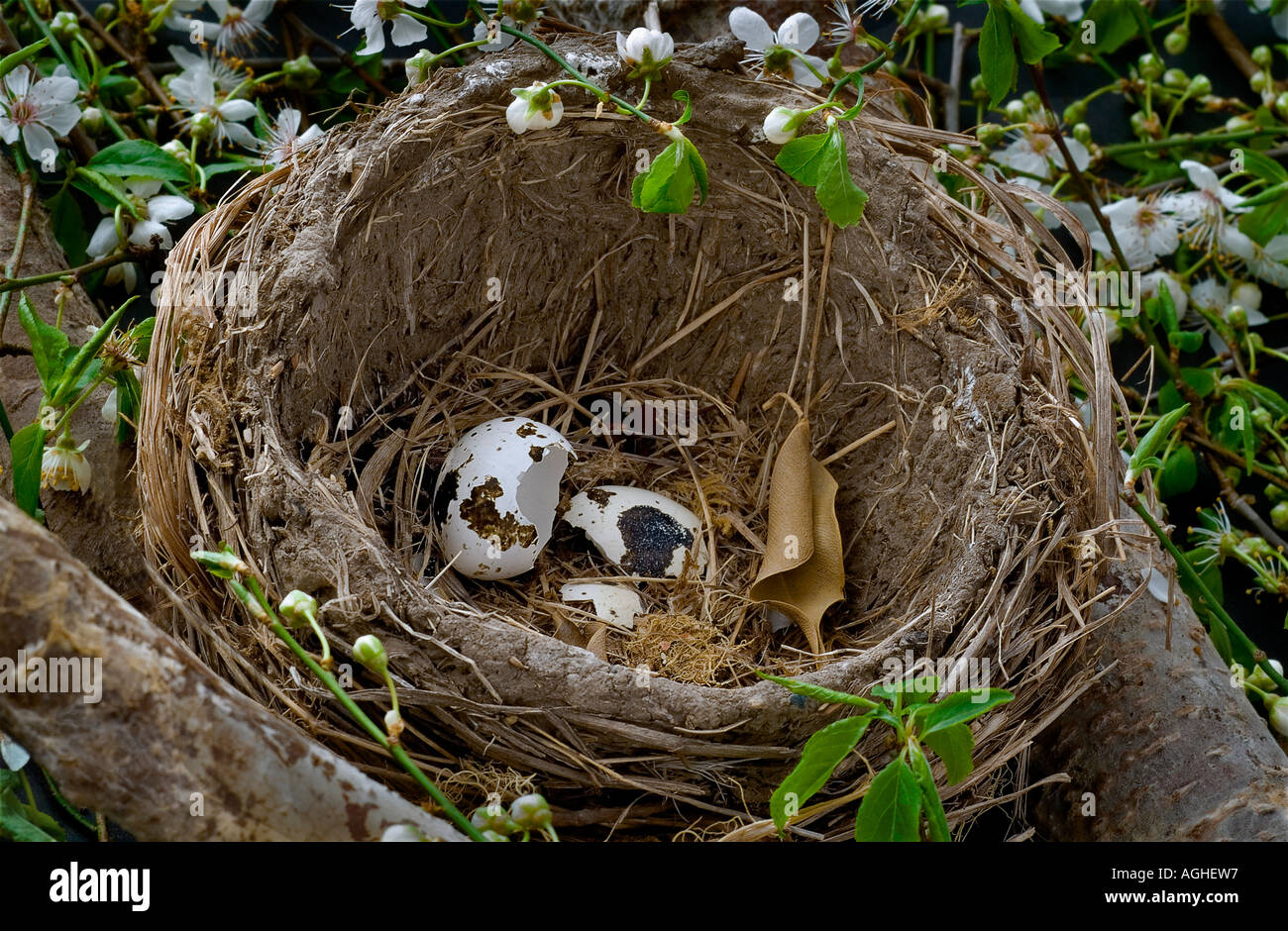 A close up shot of a birds nest with a cracked empty egg shell laying