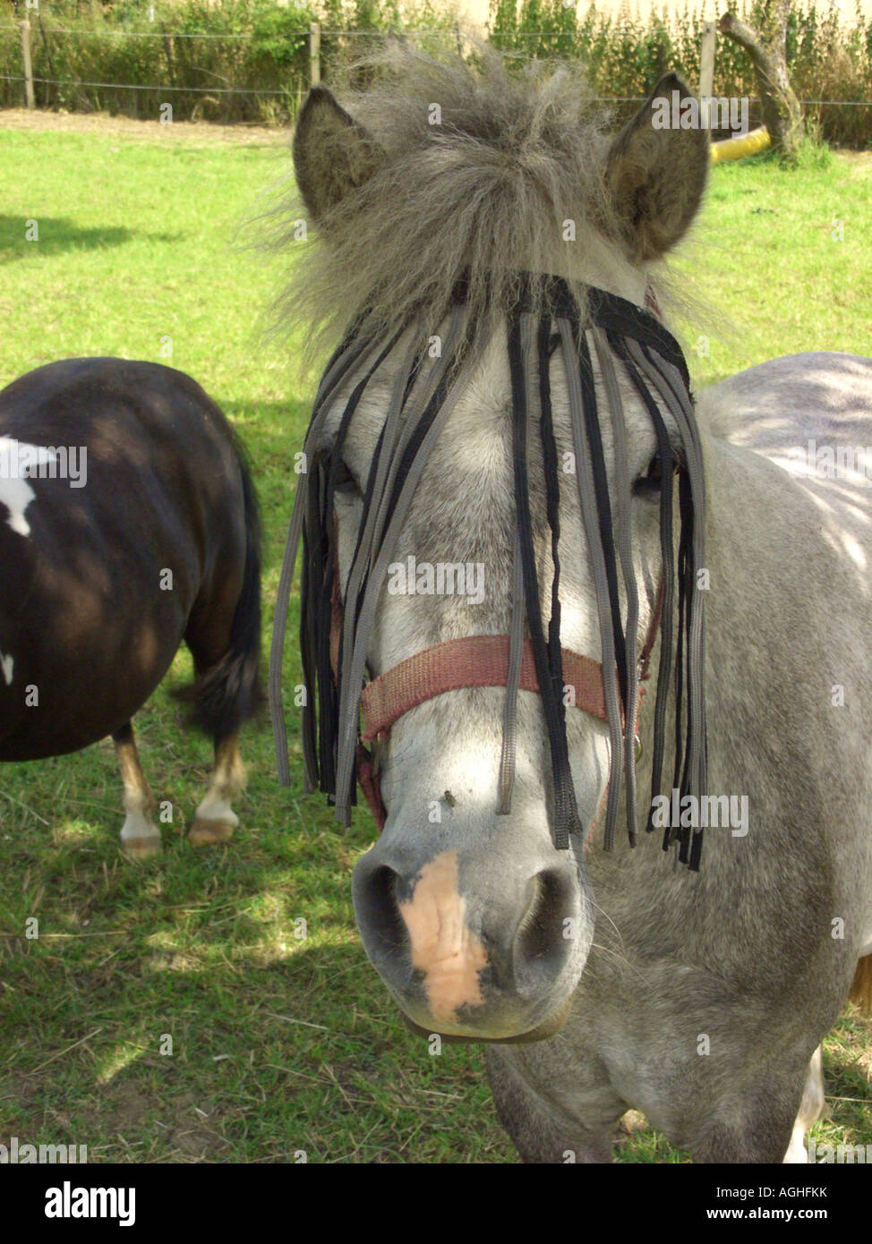 German riding pony (Equus przewalskii f. caballus), individual wearing ...