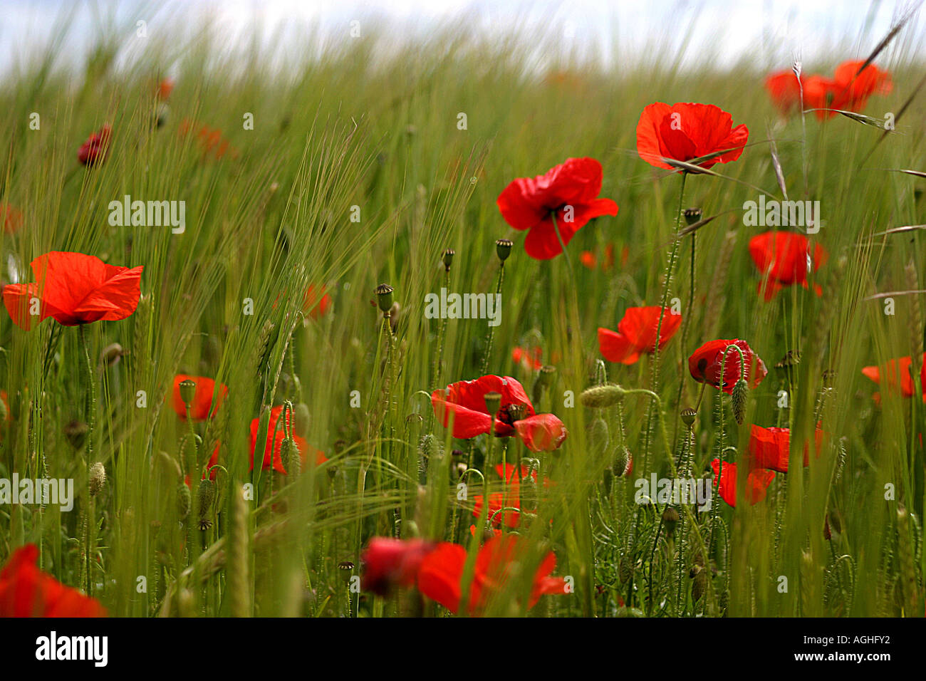 Red poppies black field hi-res stock photography and images - Alamy