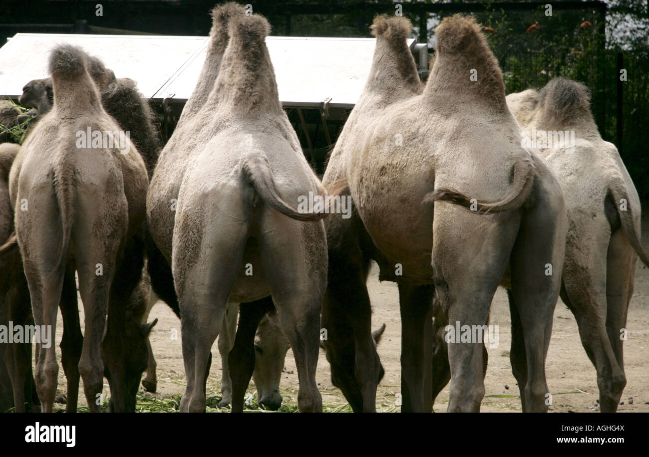 Bactrian Camel Two Humped Camel Camelus Bactrianus Four Individuals Bactrian Camel Two Humped Camel Camelus Bactrianus Four Individuals