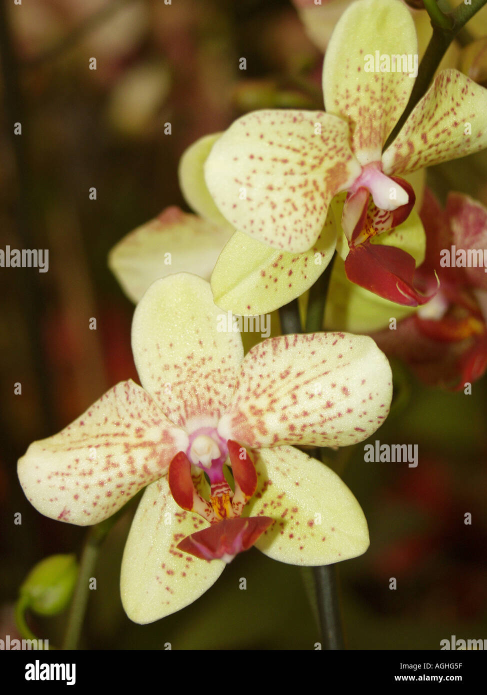 Two delicate orchid blooms hi-res stock photography and images - Alamy