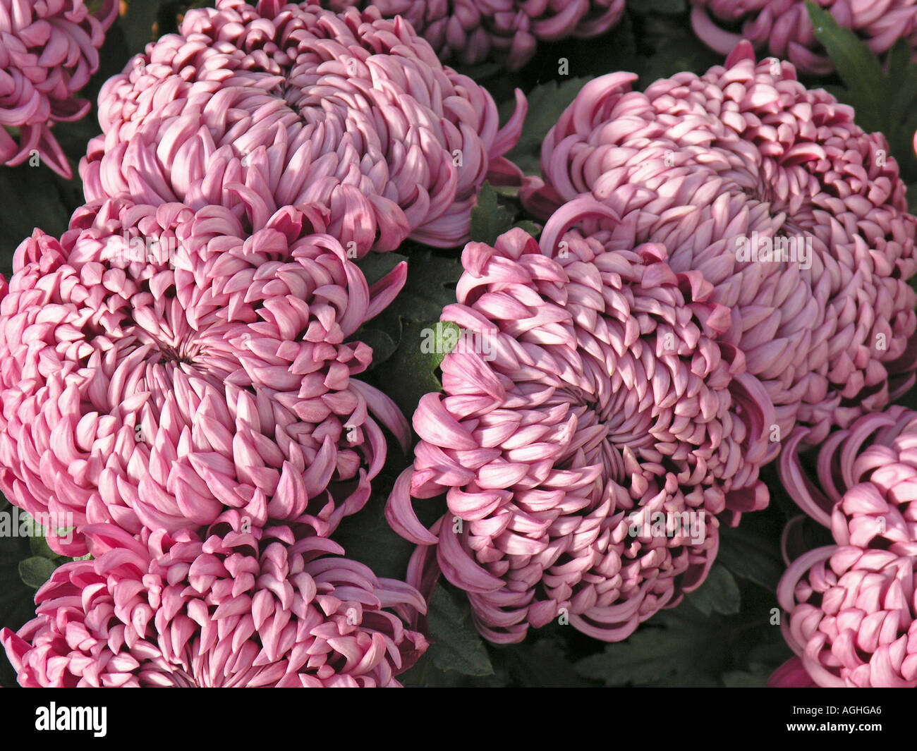 Chrysanthemum patterns hi-res stock photography and images - Alamy