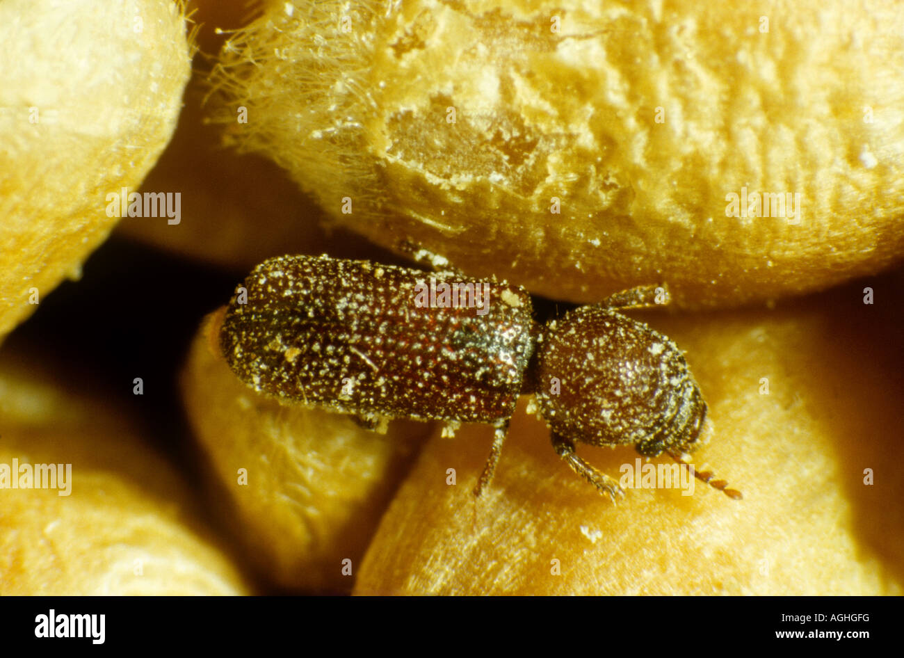 Lesser grain borer Rhizopertha dominica on wheat grain Stock Photo