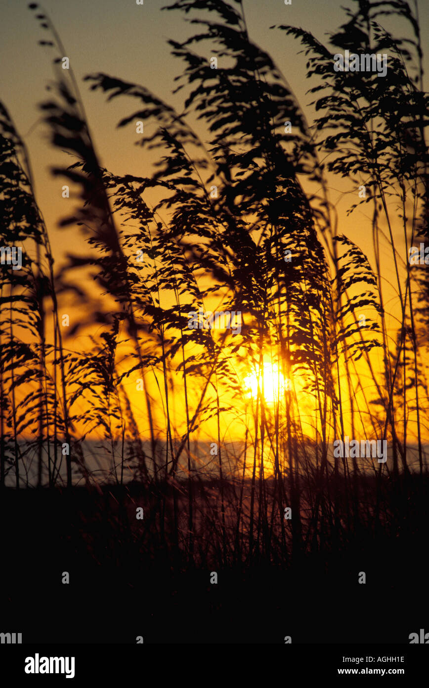 Beach Sea Oats Sunset Silhouette Stock Photo Alamy