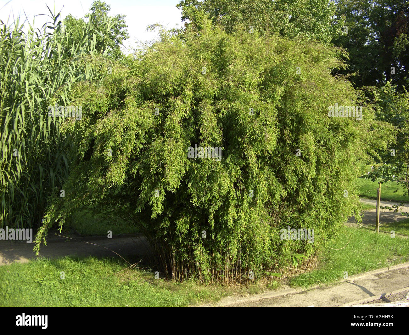 Hardy blue bamboo, Fontain bamboo (Fargesia nitida, Thamnocalamus nitidus, Siranundinaria nitida), in a park Stock Photo