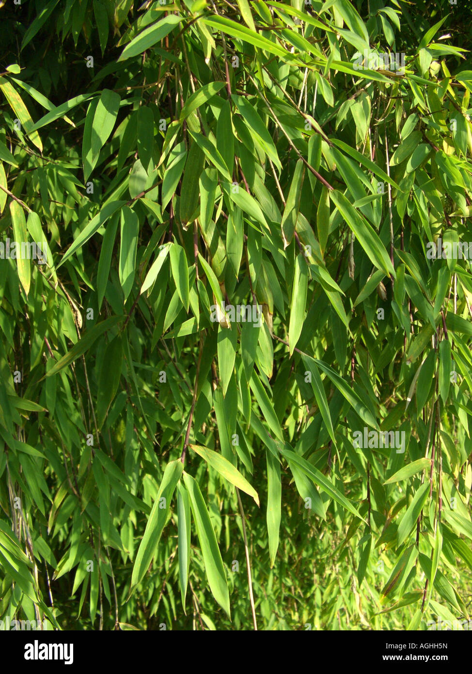 Hardy blue bamboo, Fontain bamboo (Fargesia nitida, Thamnocalamus nitidus, Siranundinaria nitida), sprouts with leaves Stock Photo