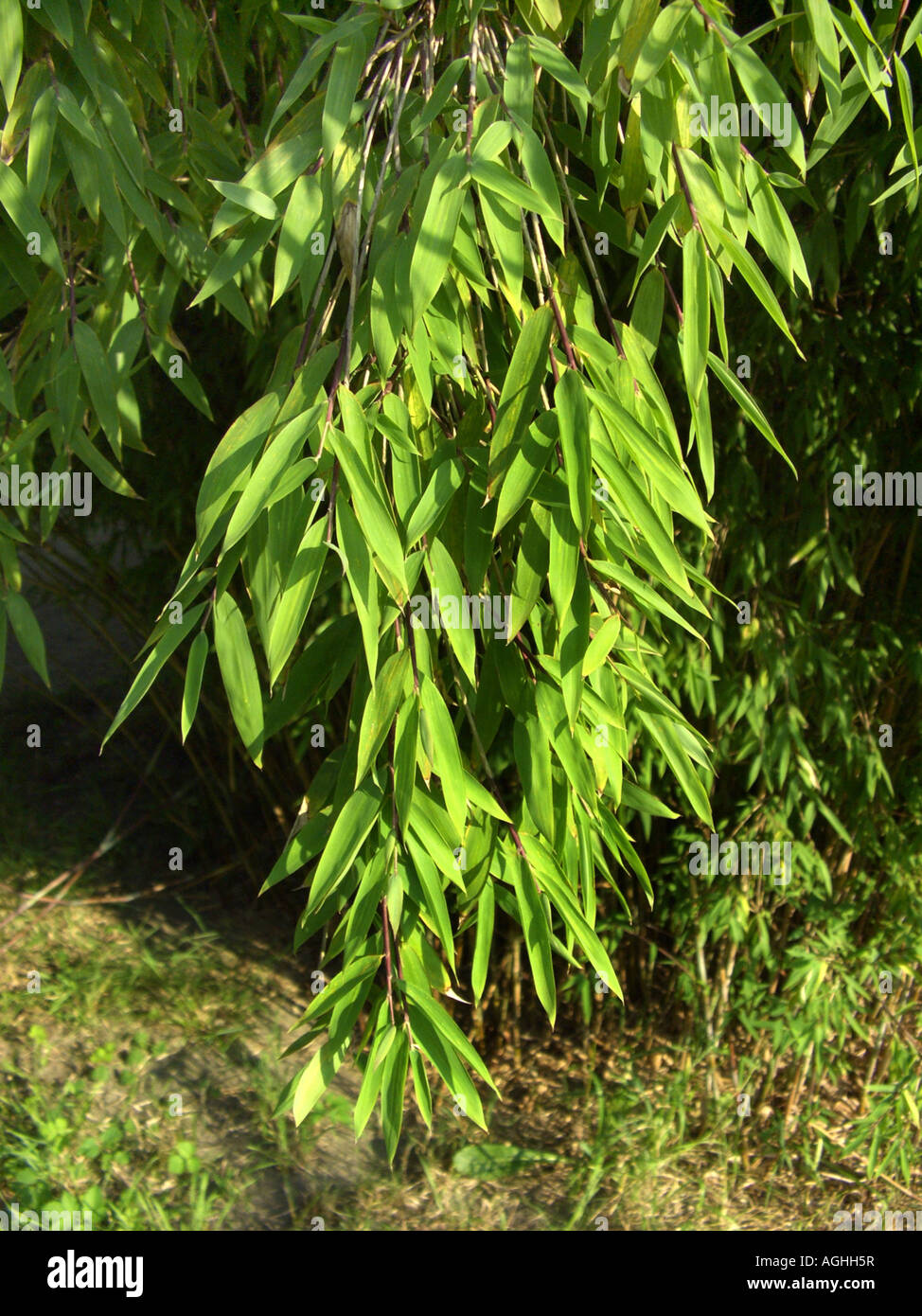 Hardy blue bamboo, Fontain bamboo (Fargesia nitida, Thamnocalamus nitidus, Siranundinaria nitida), sprouts with leaves Stock Photo