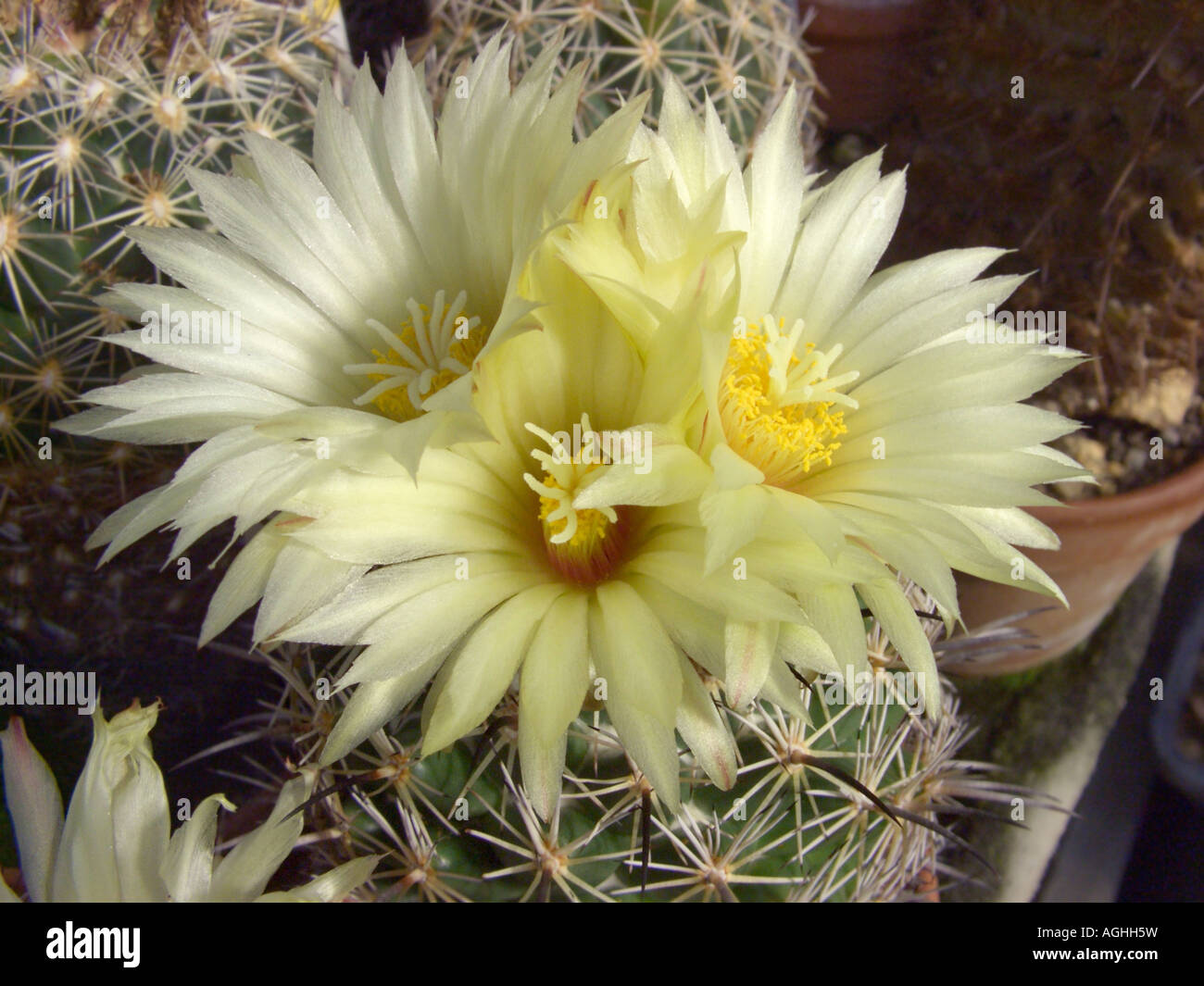 Rhinoceros Cactus (Coryphantha cornifera), blooming Stock Photo