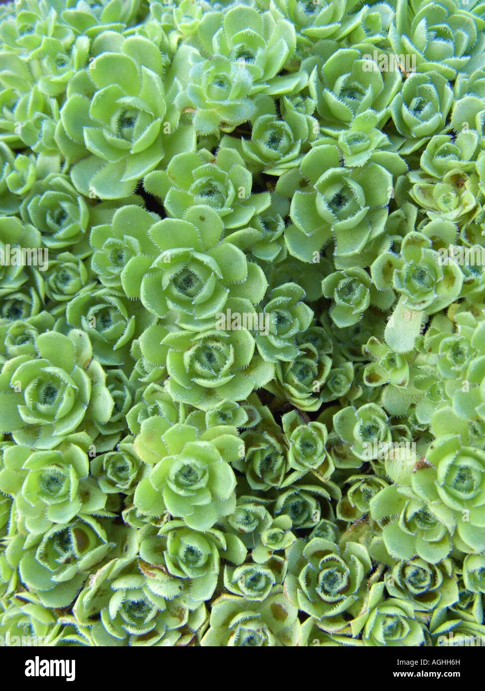 Crassula, Stonecrop (Crassula setulosa) Stock Photo