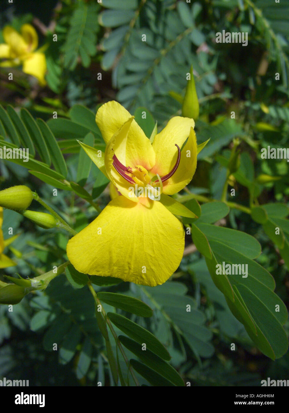 Chamaecrista (Chamaecrista glandulosa), flower Stock Photo