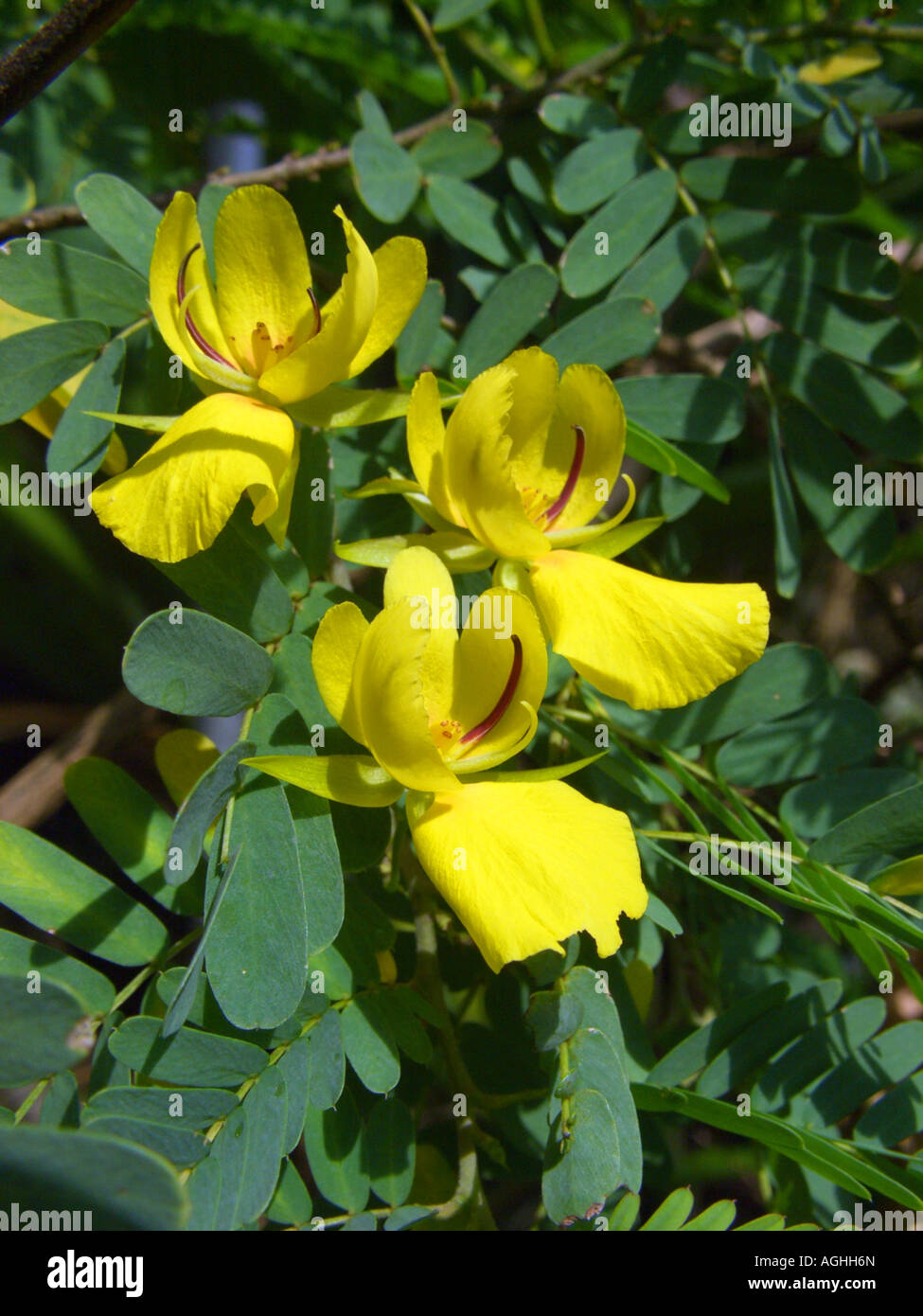 Chamaecrista (Chamaecrista glandulosa), blooming Stock Photo