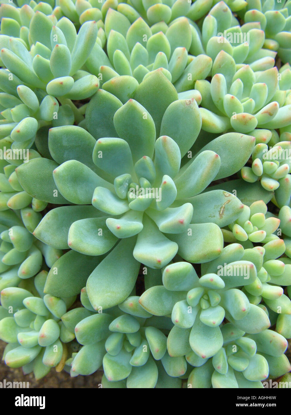 Echeveria (Echeveria amoena) Stock Photo