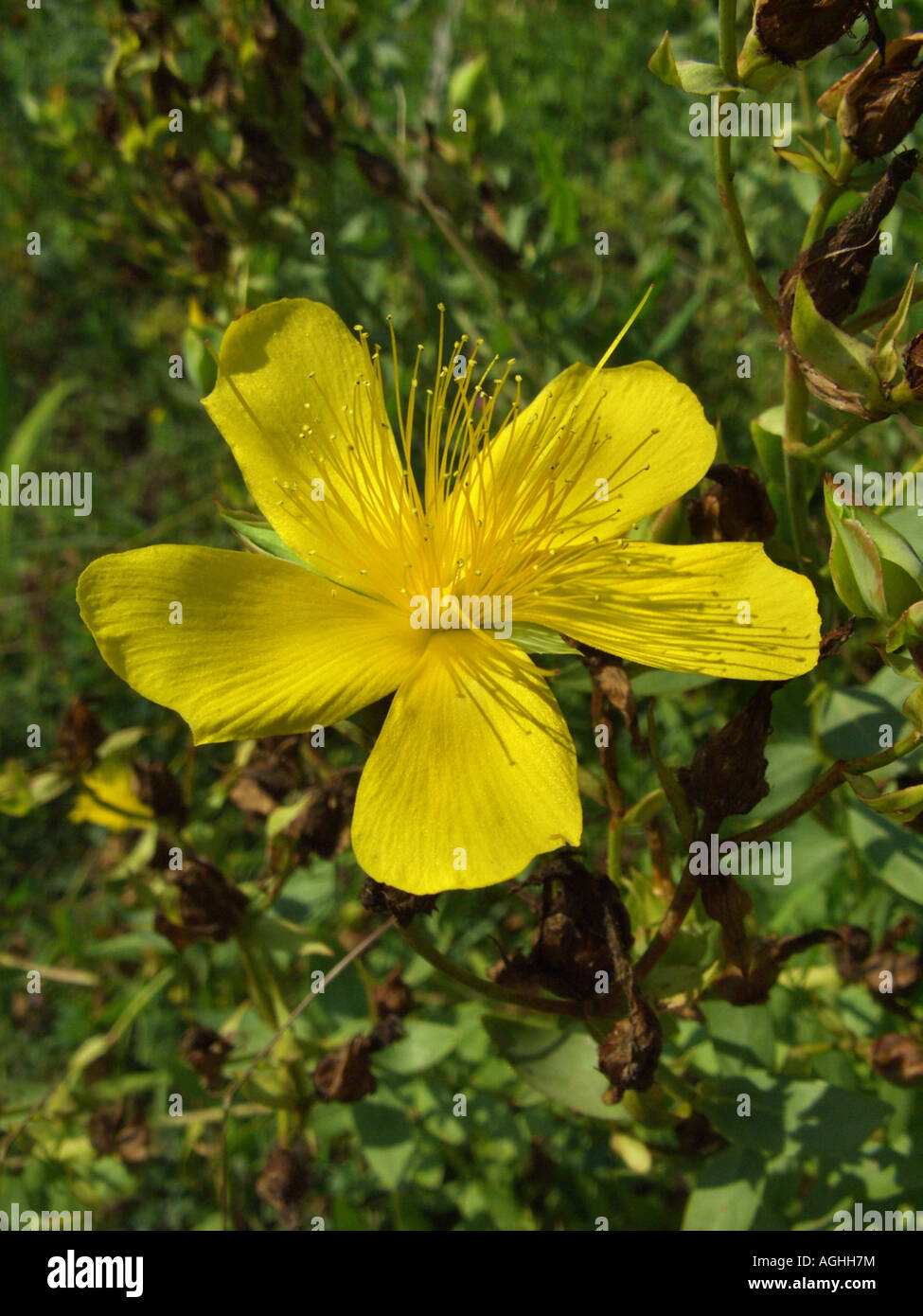 Olymp St John's-wort (Hypericum olympicum), flower Stock Photo
