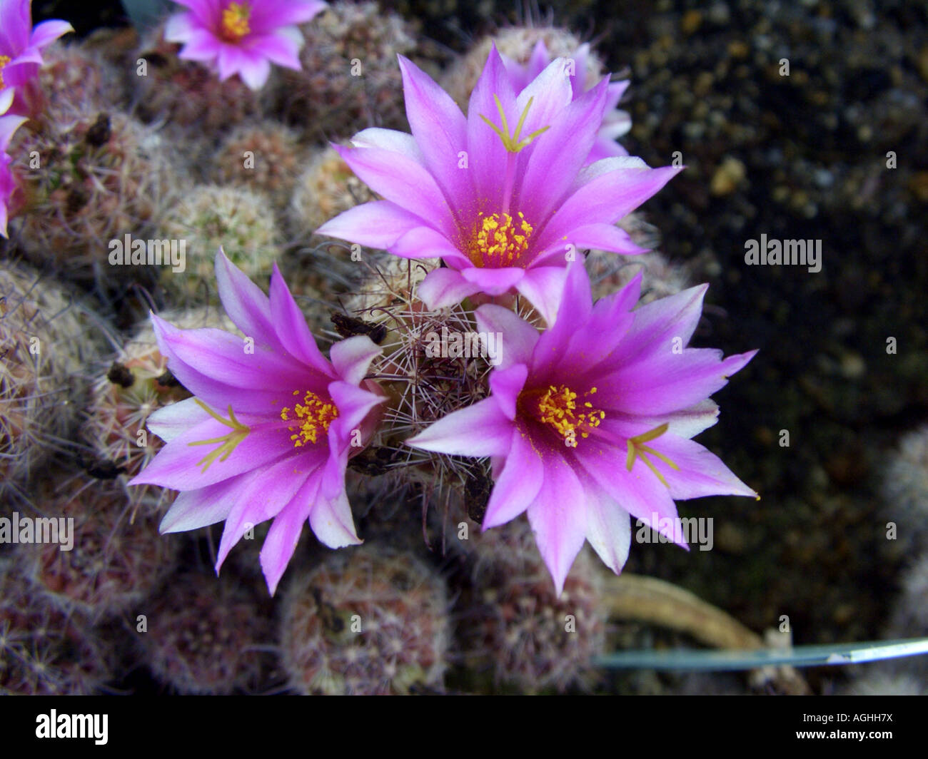 Mammillaria (Mammillaria occidentalis), blooming Stock Photo
