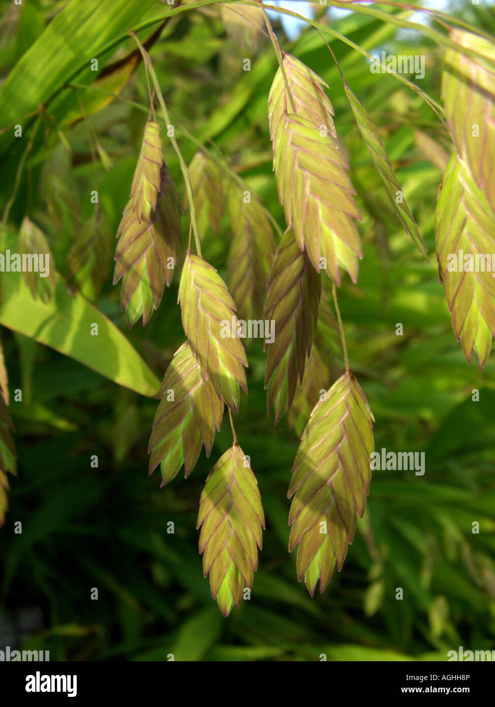 Wood-oats, Flat Oats (Chasmanthium latifolium, Uniola latifolia), spikelets Stock Photo