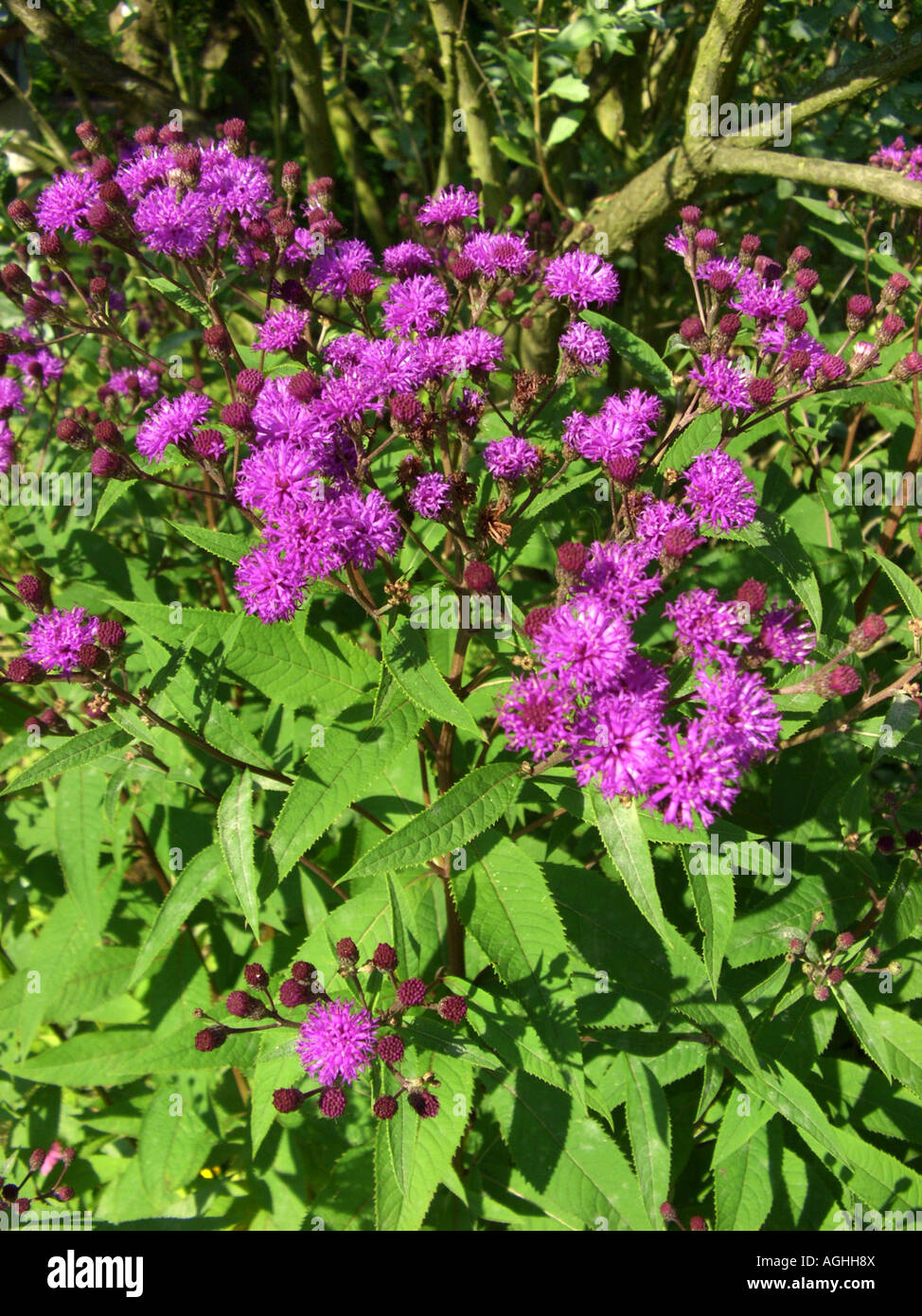 New York Ironweed (Vernonia noveboracensis), blooming Stock Photo Alamy