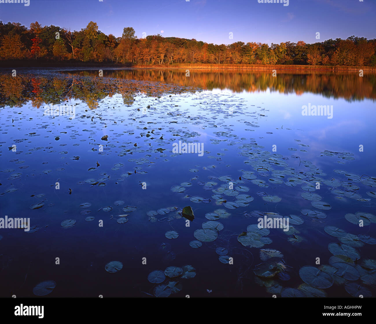trees on the Round Lake shore at WJ Hayes State Park, USA, Michigan