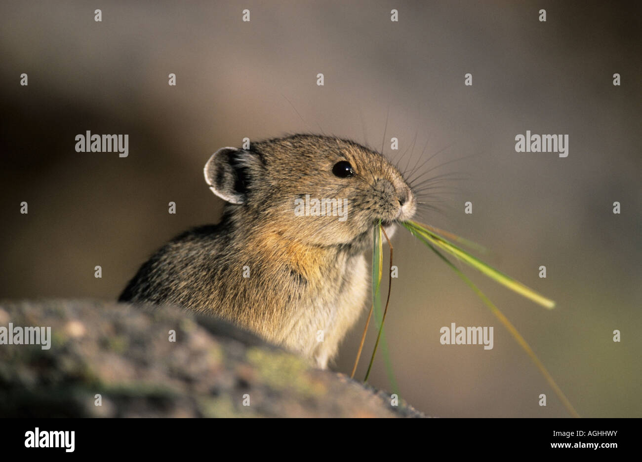 pika mouse pika mouse