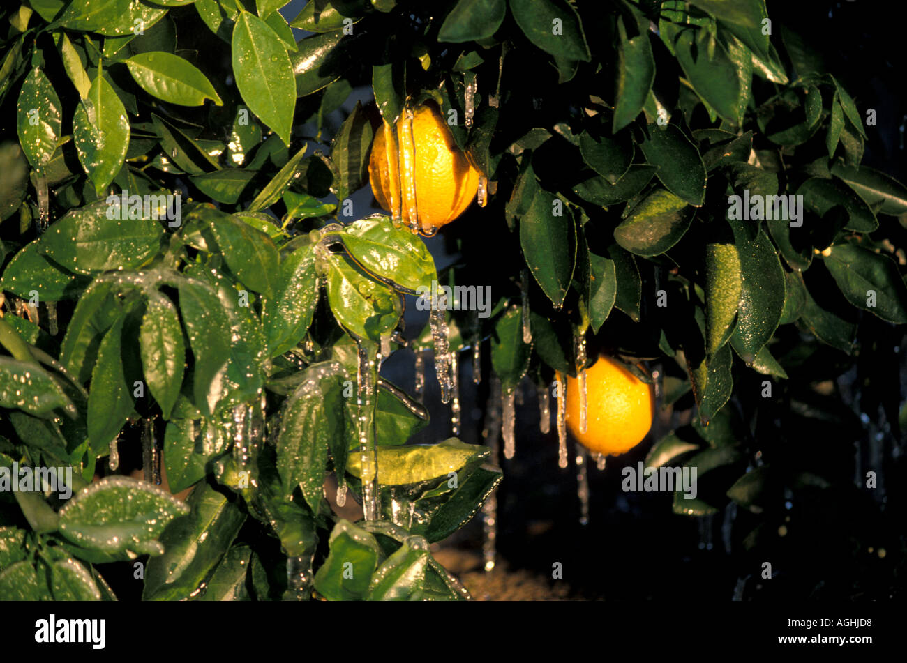 Oranges Citrus fruit Florida FL orange tree leaves with icicles protection from cold weather temperatures agriculture Stock Photo